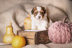 Havanese puppy