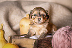 Havanese puppy