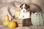 Havanese puppy