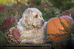 Havanese