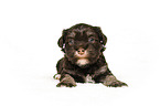 Havanese puppy