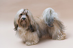 Havanese