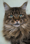 Maine Coon
