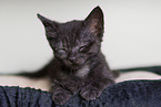 domestic cat