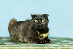 Scottish Fold