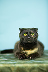 Scottish Fold