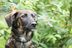 young mongrel dog