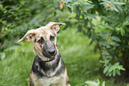 young mongrel dog