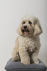 Maltipoo