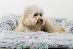 Maltipoo