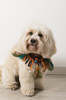 Maltipoo