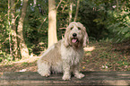 Grand Basset Griffon Vendeen