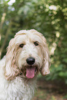 Grand Basset Griffon Vendeen
