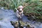 Grand Basset Griffon Vendeen