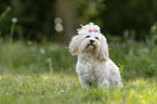 Havanese