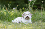 Havanese