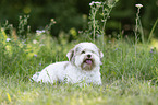 Havanese