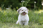 Havanese