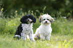 Havanese