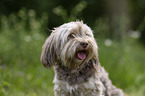 Havanese