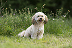 Havanese