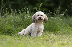 Havanese