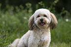 Havanese