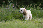 Havanese