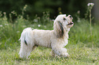 Havanese