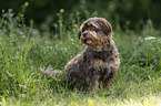 Havanese