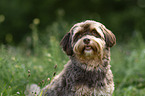 Havanese