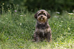 Havanese