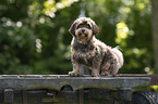 Havanese