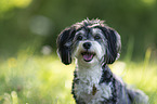 Havanese