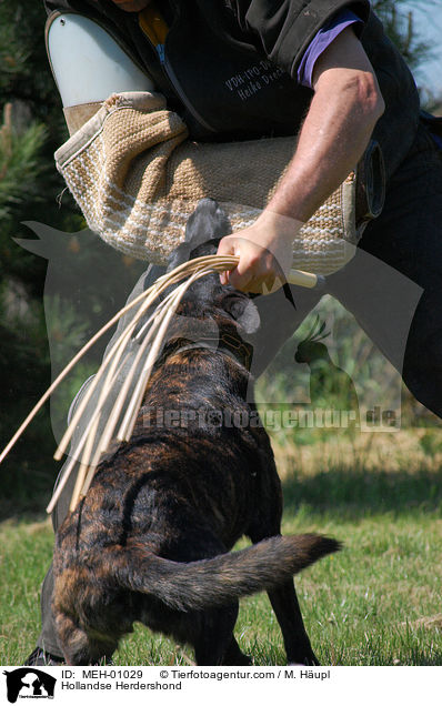 Hollandse Herder / Hollandse Herdershond / MEH-01029