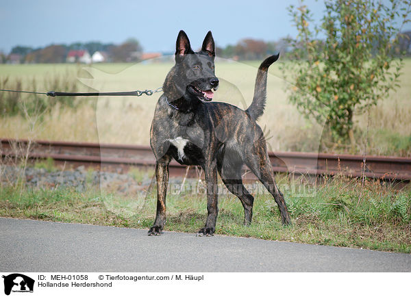 Hollandse Herder / Hollandse Herdershond / MEH-01058