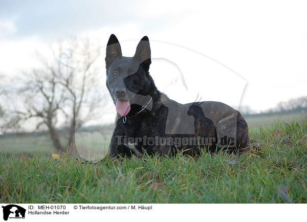 Hollandse Herder / Hollandse Herder / MEH-01070