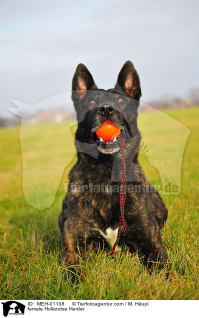 Hollandse Herder Hndin / female Hollandse Herder / MEH-01108