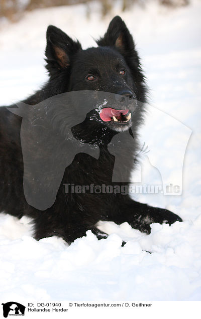 Hollndischer Schferhund / Hollandse Herder / DG-01940
