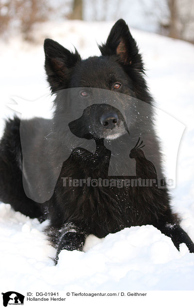 Hollndischer Schferhund / Hollandse Herder / DG-01941