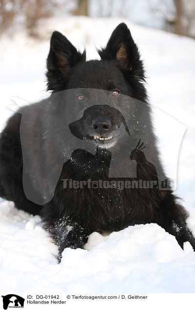 Hollndischer Schferhund / Hollandse Herder / DG-01942
