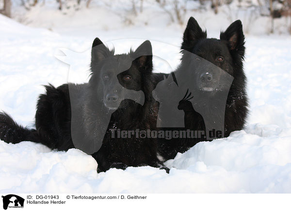 Hollndischer Schferhund / Hollandse Herder / DG-01943