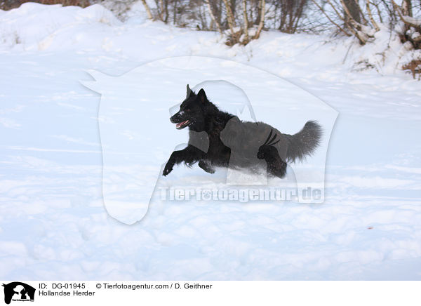 Hollndischer Schferhund / Hollandse Herder / DG-01945