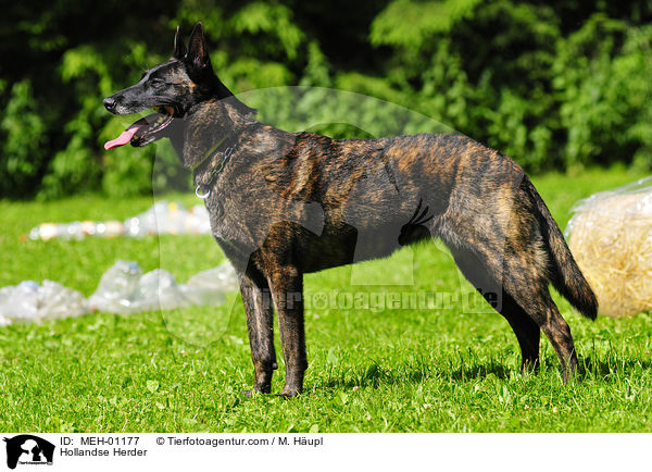Hollandse Herder / Hollandse Herder / MEH-01177