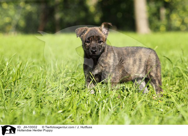 Hollandse Herder Welpe / Hollandse Herder Puppy / JH-10002