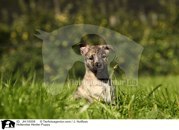 Hollandse Herder Welpe / Hollandse Herder Puppy / JH-10006