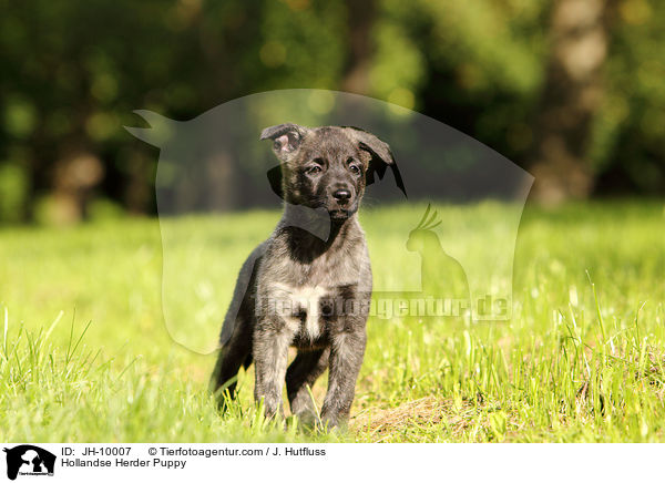 Hollandse Herder Welpe / Hollandse Herder Puppy / JH-10007