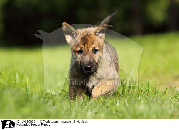 Hollandse Herder Puppy / JH-10009