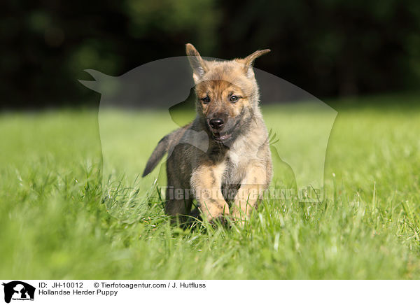 Hollandse Herder Welpe / Hollandse Herder Puppy / JH-10012