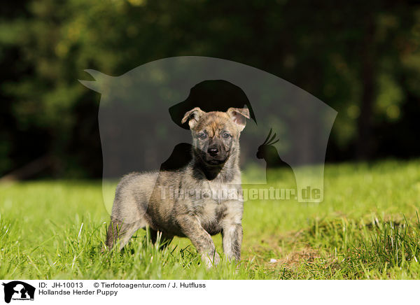 Hollandse Herder Welpe / Hollandse Herder Puppy / JH-10013